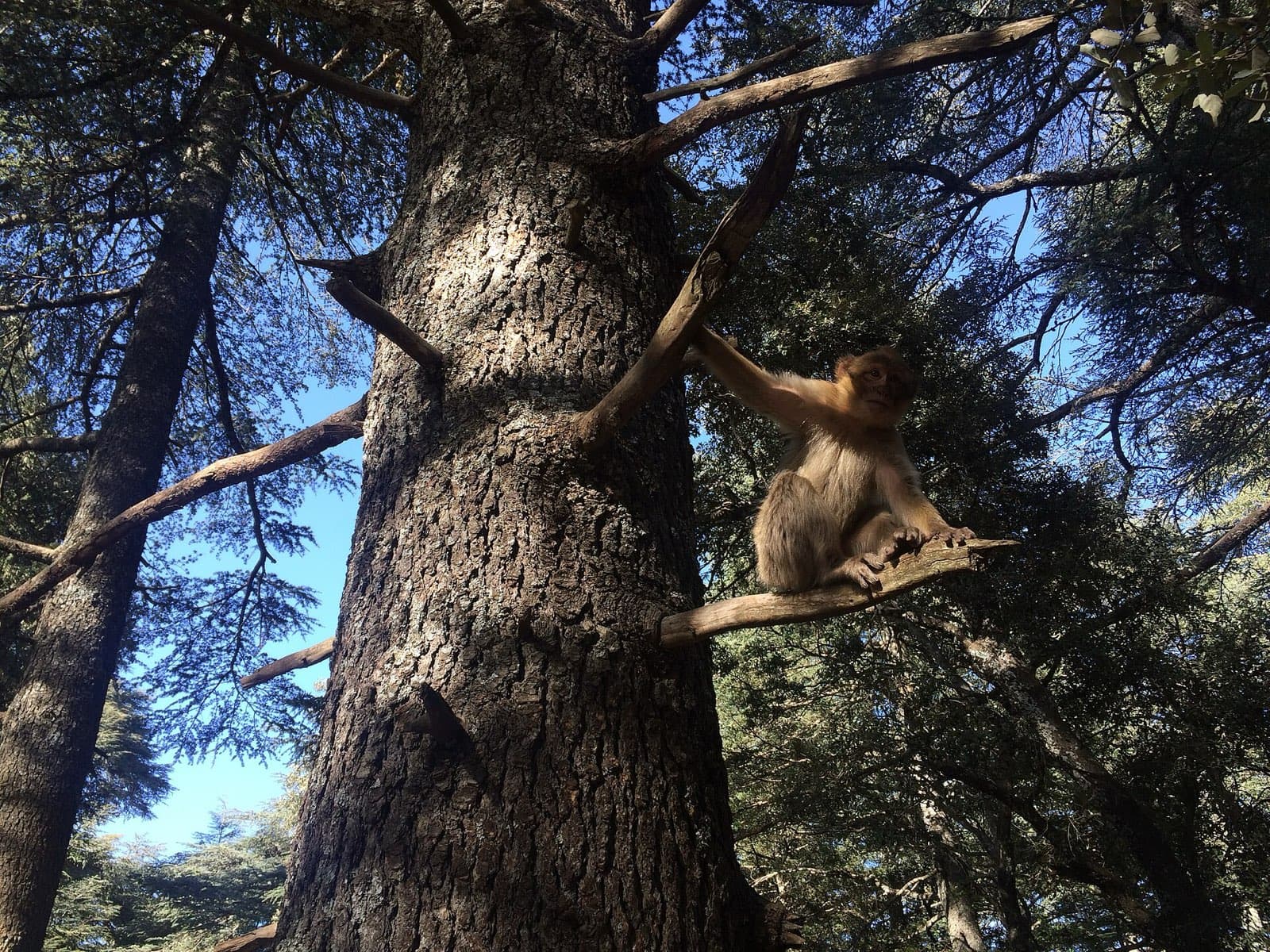 A Barbary macaque sitting on a cedar branch